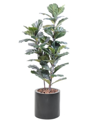 LYRATA TALLO EN CILINDRO FIBER