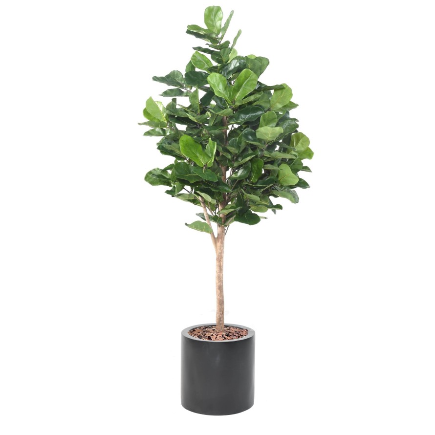 LYRATA ROYAL IN ZYLINDRISCHER PFLANZTOPF FIBER