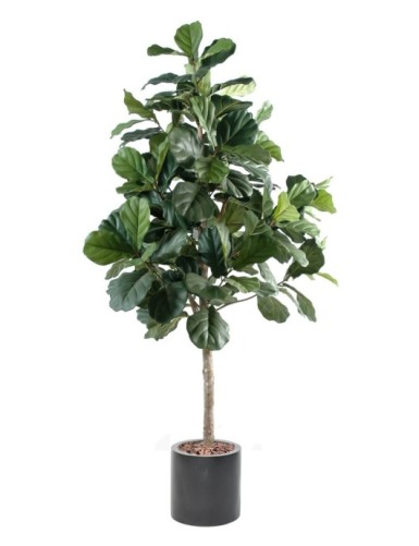 LYRATA (Feigenbaum) IN...