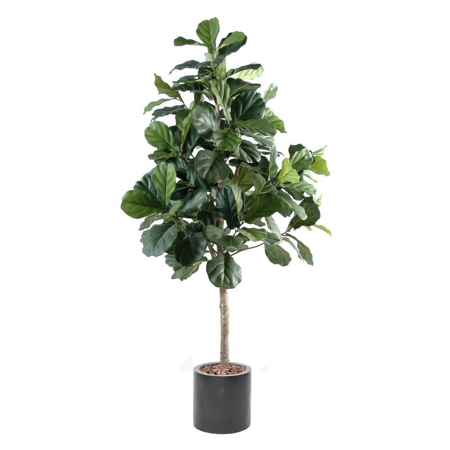 LYRATA (Feigenbaum) IN ZYLINDRISCHER PFLANZTOPF FIBER