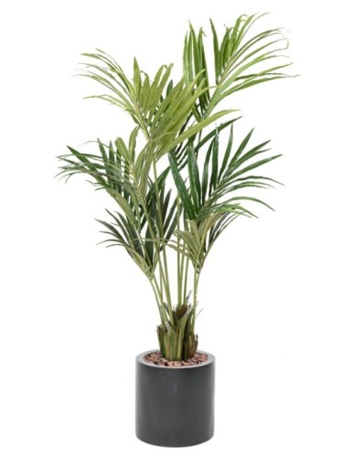 KENTIA PALMERA ECO EN...