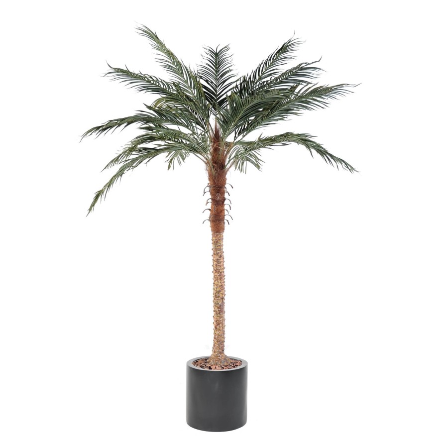 PALMERA PHOENIX EN CILINDRO FIBER