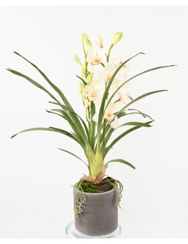 CYMBIDIUM PFLANZE IN...