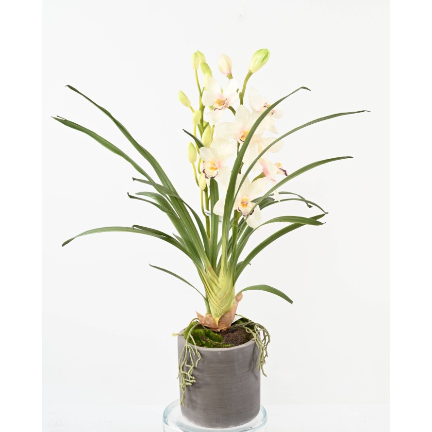 CYMBIDIUM PFLANZE IN ZYLINDRISCHER PFLANZTOPF FIBER