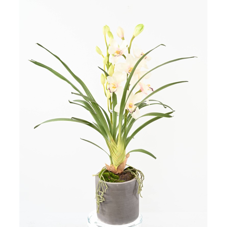 CYMBIDIUM PFLANZE IN ZYLINDRISCHER PFLANZTOPF FIBER