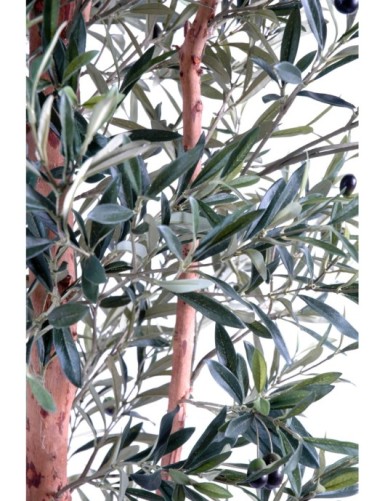 OLIVENBAUM KNORRIGER STAMM