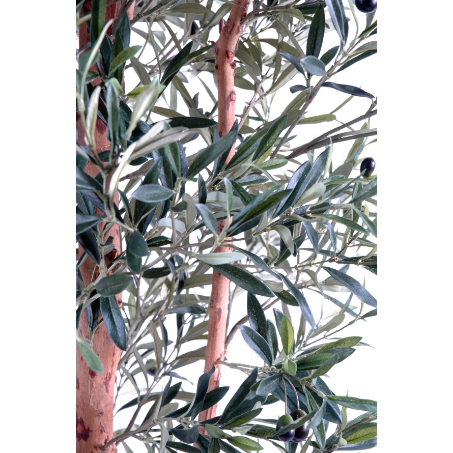 OLIVO TRONCO NUDOSO