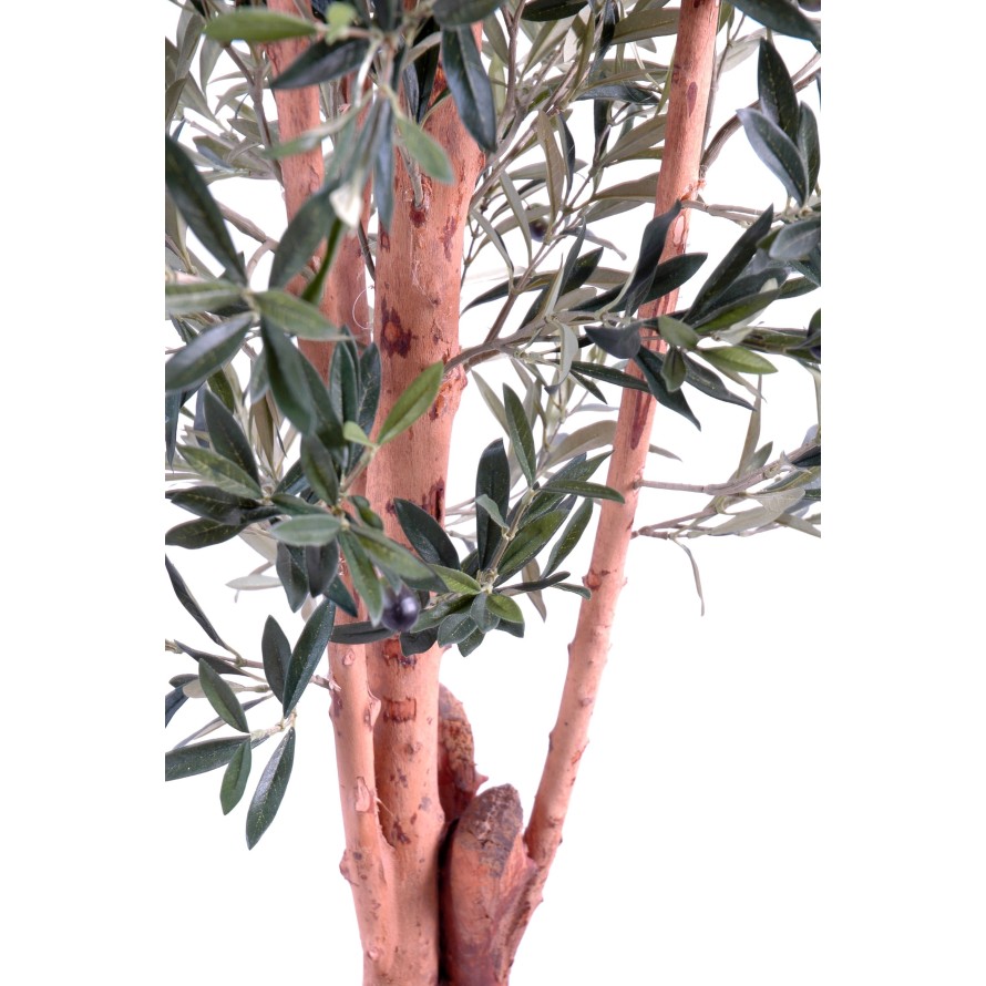 OLIVO TRONCO NUDOSO