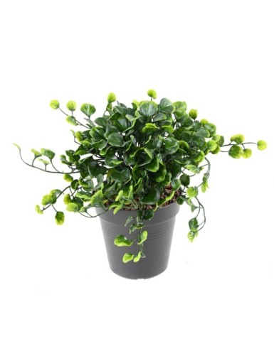 DICHONDRA STECKSTAB