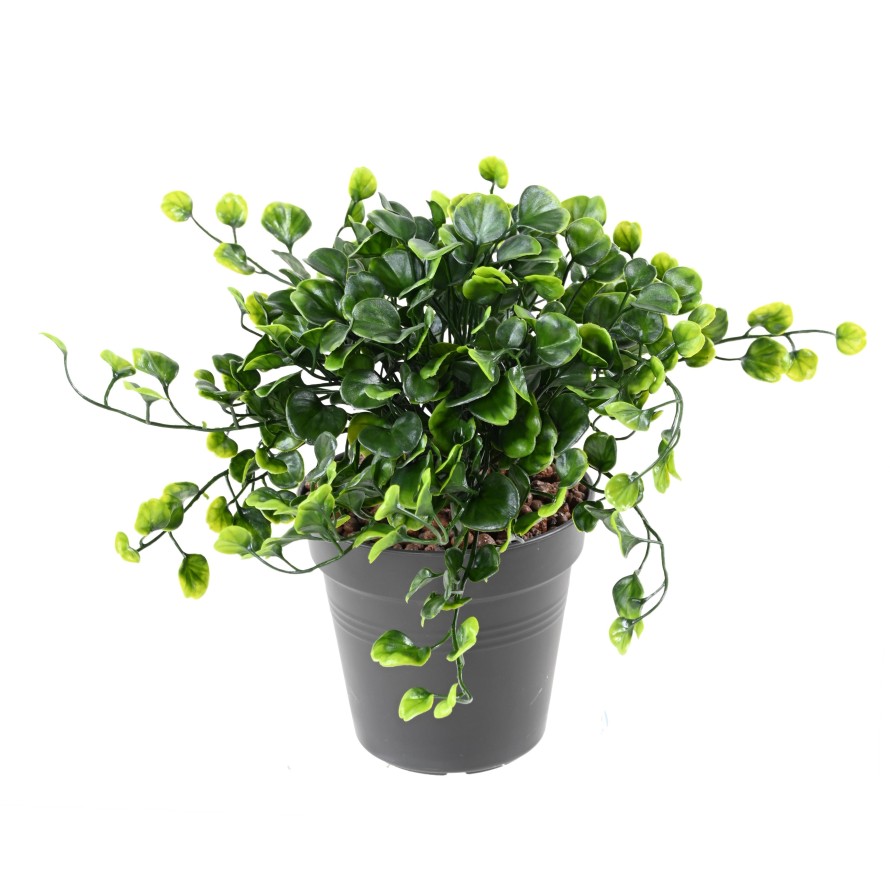 DICHONDRA STECKSTAB