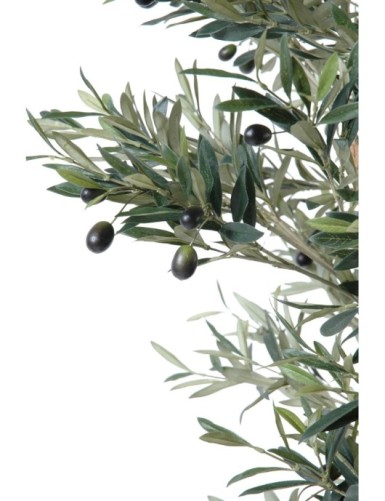 OLIVENBAUM KNORRIGER STAMM