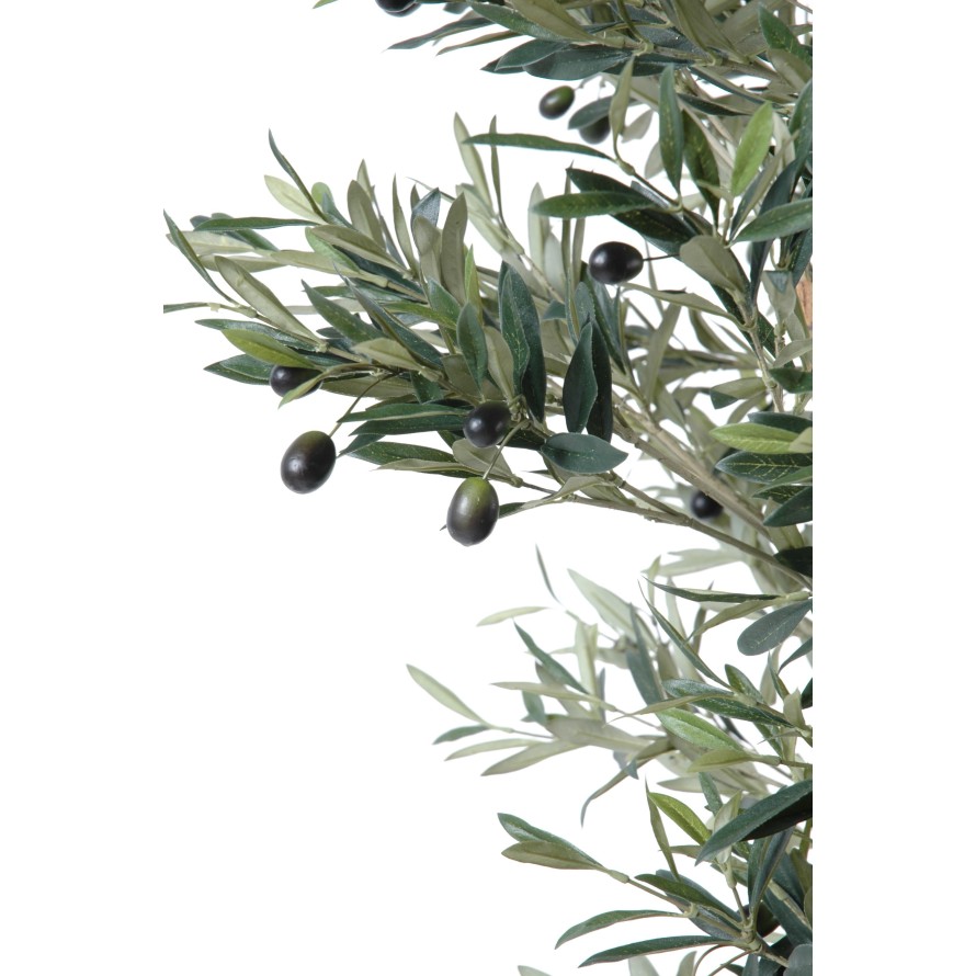 OLIVENBAUM KNORRIGER STAMM