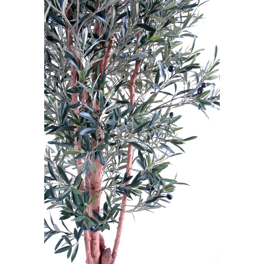 OLIVENBAUM KNORRIGER STAMM