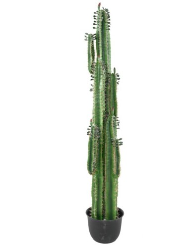 DEDO DE CACTUS B