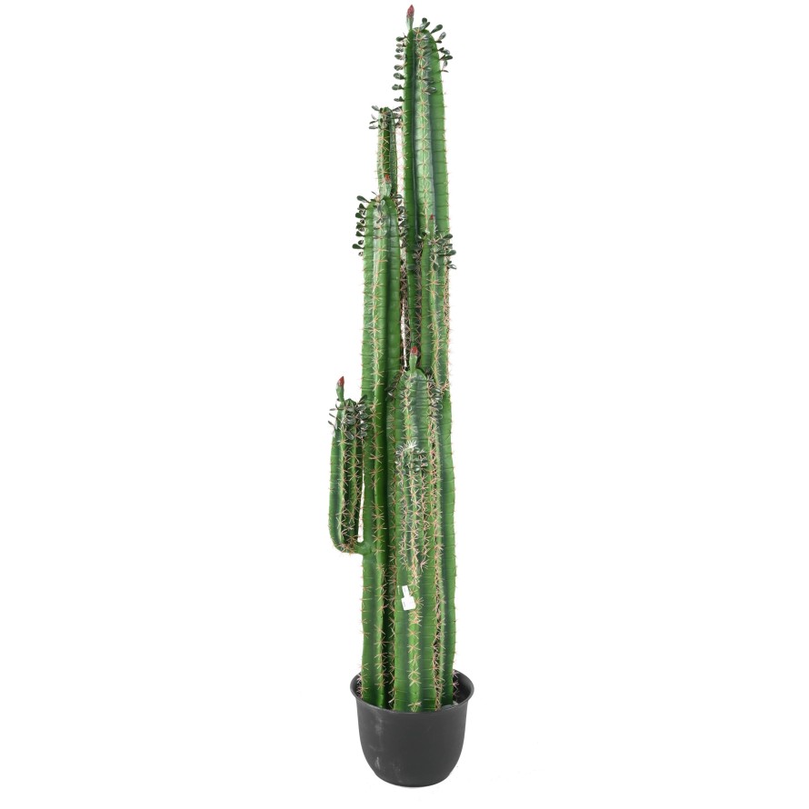 DEDO DE CACTUS B