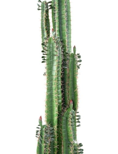 DEDO DE CACTUS B