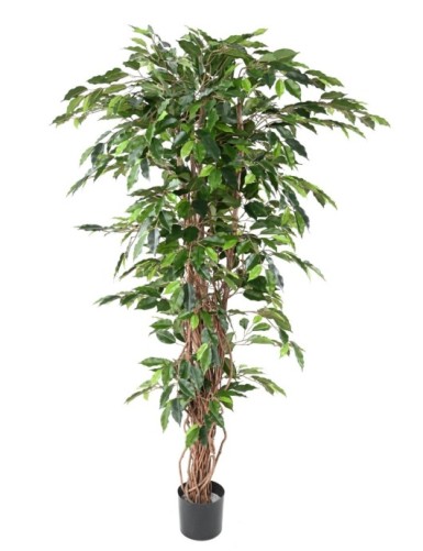 FICUS LIANAS GF