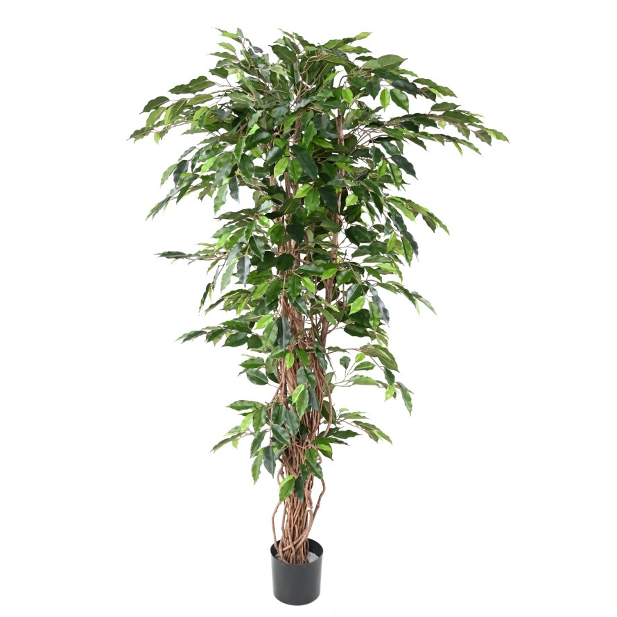 FICUS LIANAS GF
