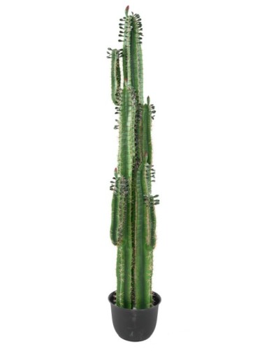 DEDO DE CACTUS B