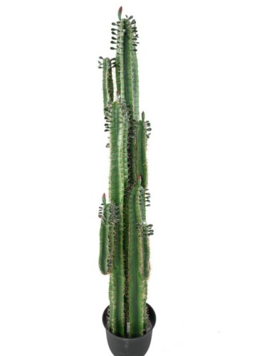 DEDO DE CACTUS B