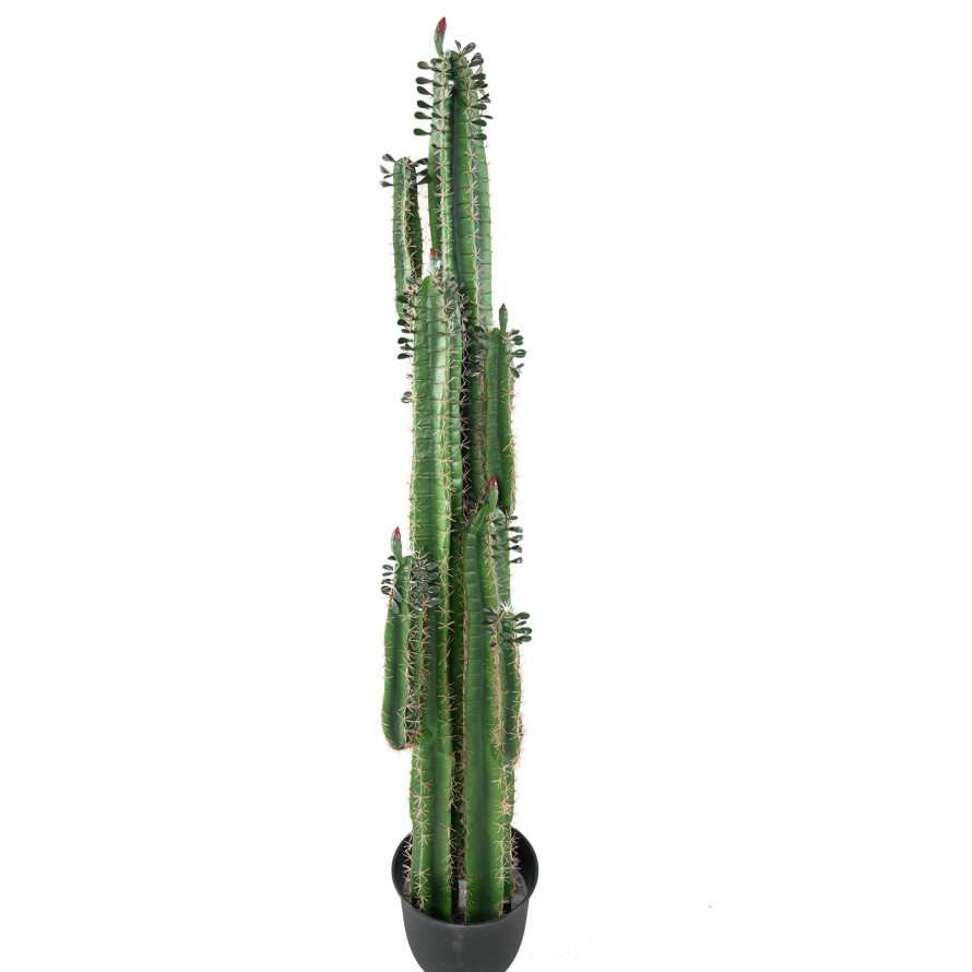 DEDO DE CACTUS B