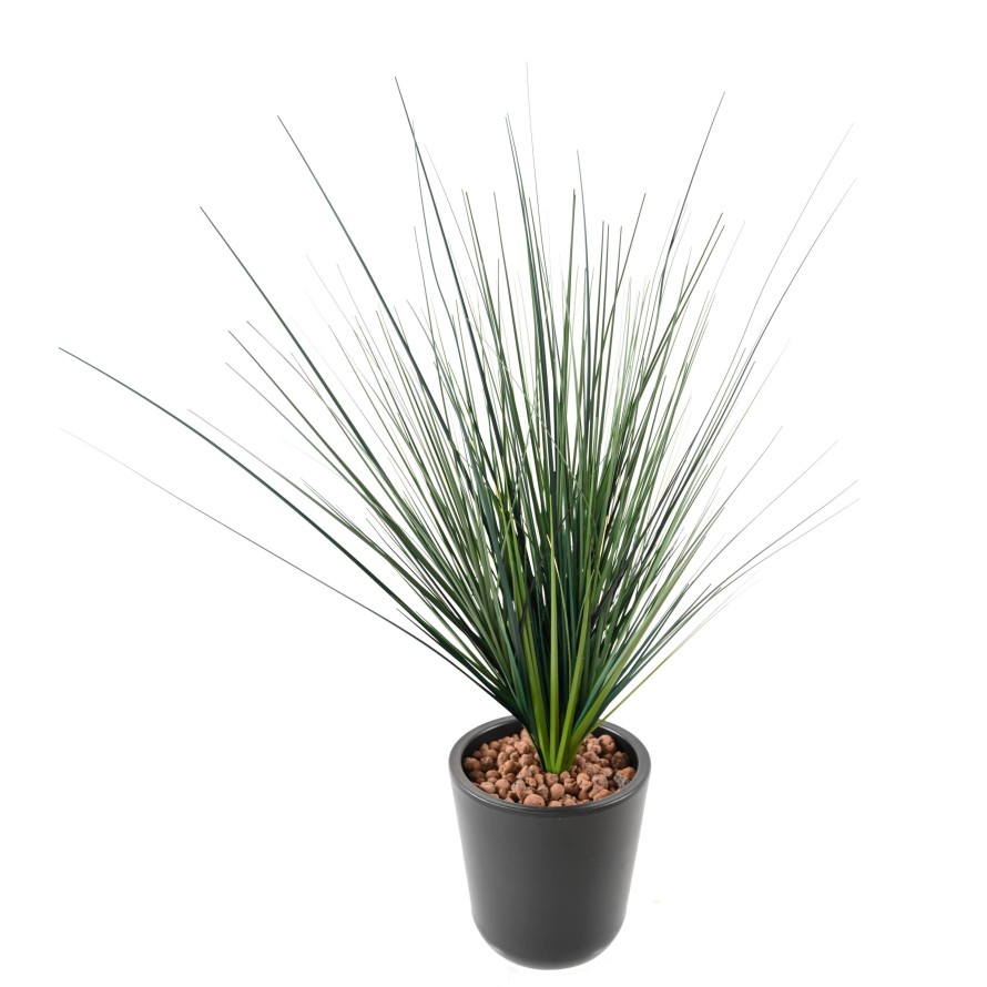 ONION GRASS LARGE BUSH (Net promotional price)