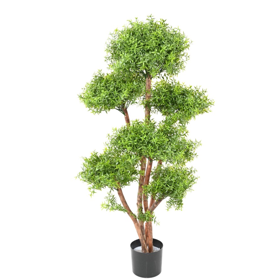 EUKALYPTUS 81 M TREE UV