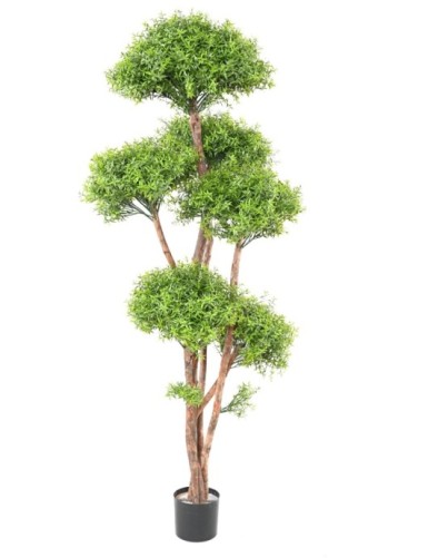 EUCALIPTO M TREE RESISTENTE...