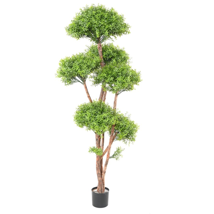 EUKALYPTUS 81 M TREE UV