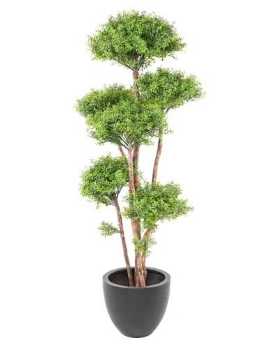 EUCALIPTO M TREE RESISTENTE A LOS RAYOS UV