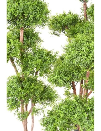 EUKALYPTUS 81 M TREE UV