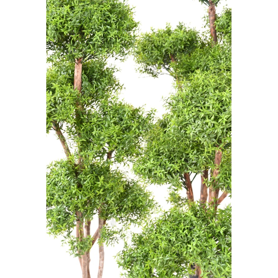 EUKALYPTUS 81 M TREE UV