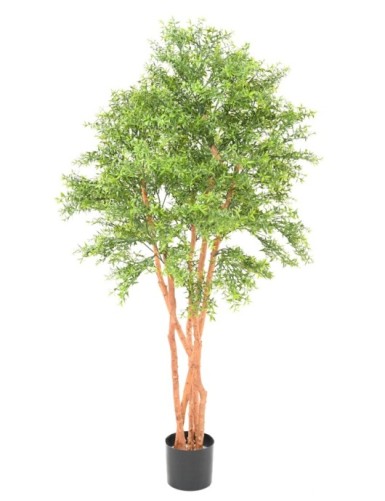 EUKALYPTUS 81 TREE UV