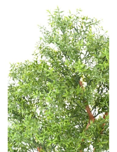 EUCALIPTO TREE RESISTENTE A LOS RAYOS UV