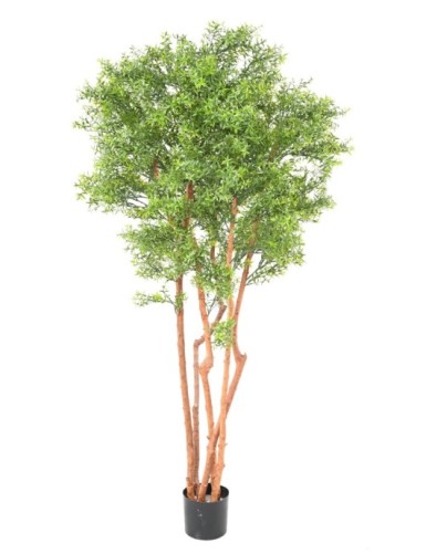 EUKALYPTUS 81 TREE UV