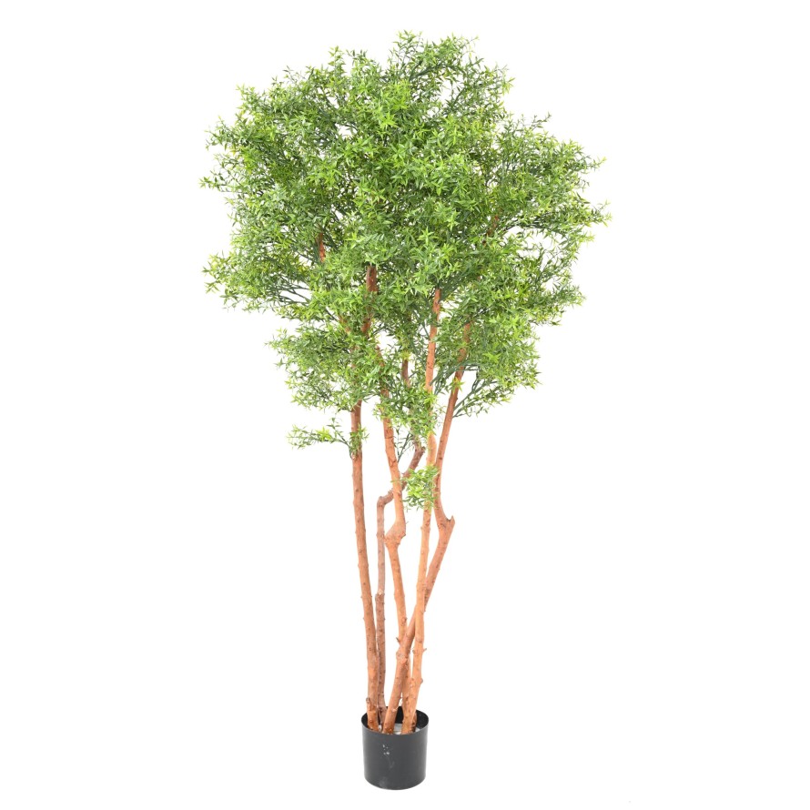 EUKALYPTUS 81 TREE UV