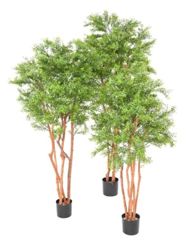 EUKALYPTUS 81 TREE UV