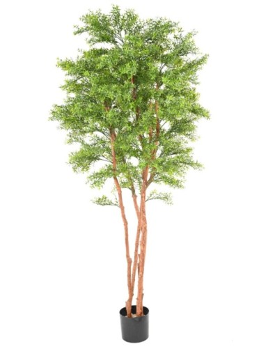 EUCALIPTO TREE RESISTENTE A...