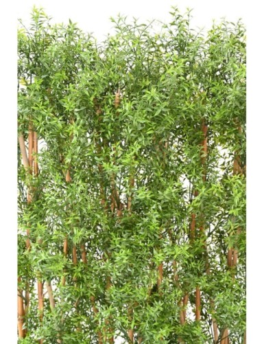 EUKALYPTUS 81 UV HECKE