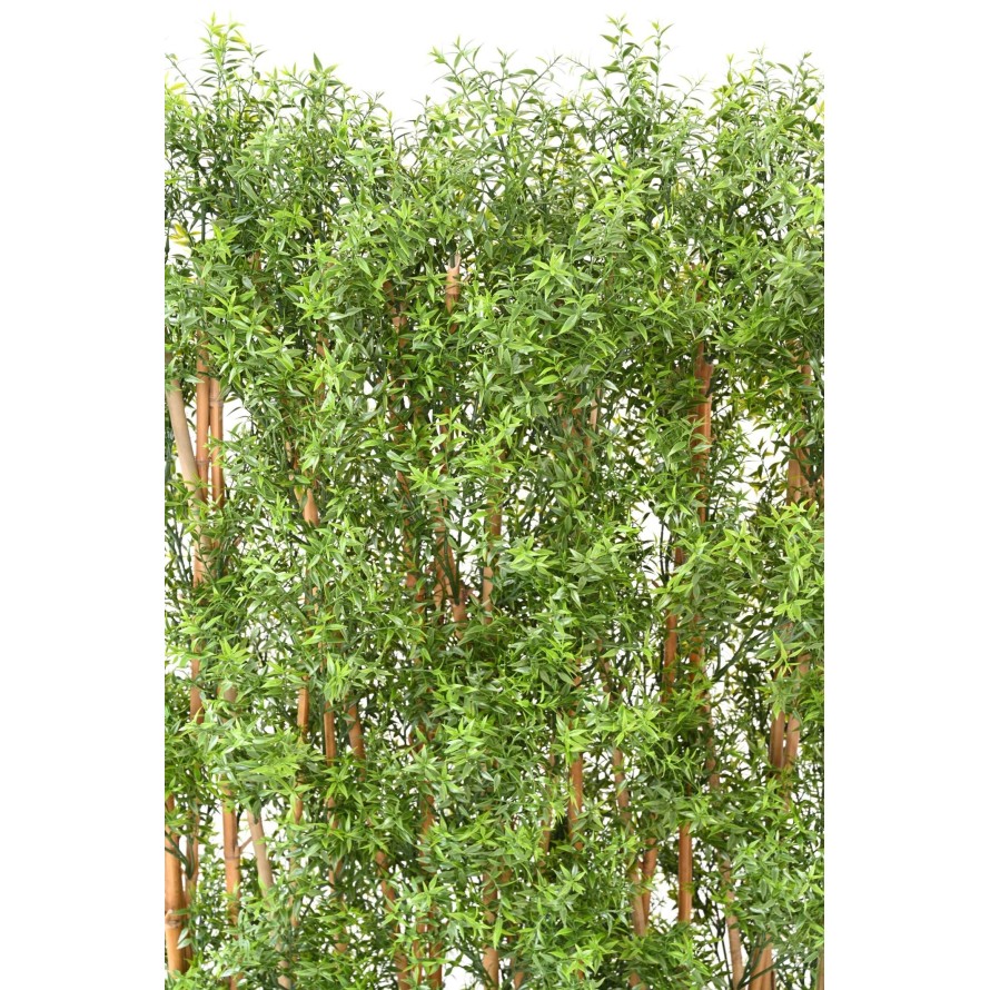 EUKALYPTUS 81 UV HECKE