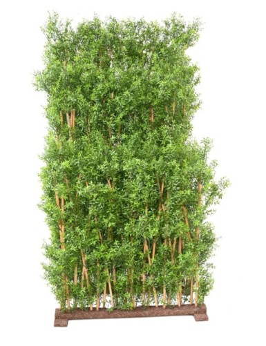 EUKALYPTUS 81 UV HECKE
