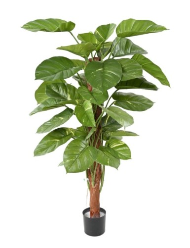 POTHOS GIANT (Efeutute)