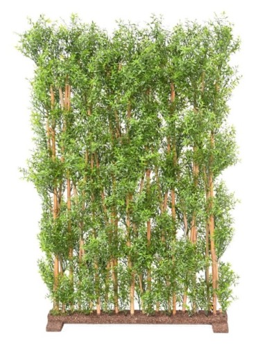 EUKALYPTUS 81 UV HECKE