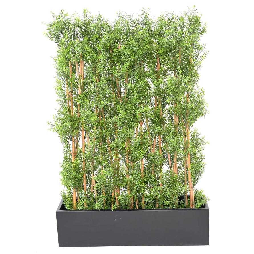 EUKALYPTUS 81 UV HECKE