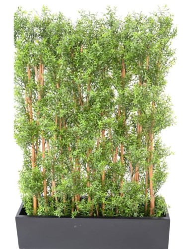 EUKALYPTUS 81 UV HECKE