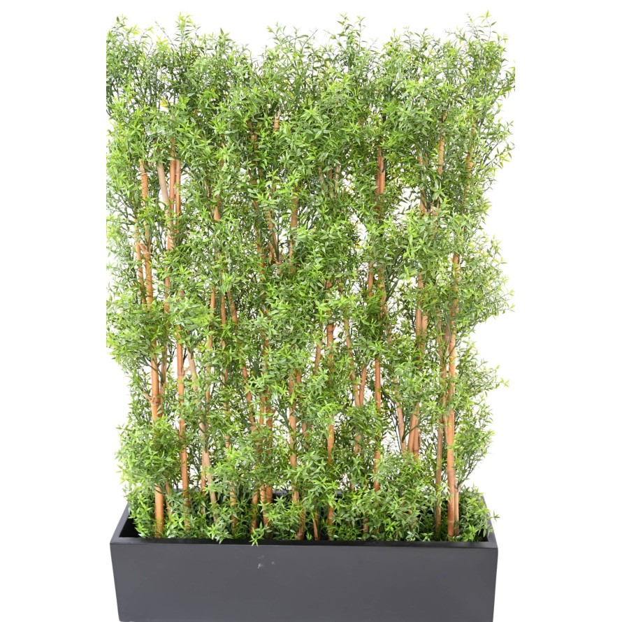 EUKALYPTUS 81 UV HECKE