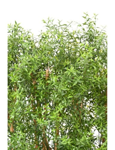 EUKALYPTUS 81 UV HECKE