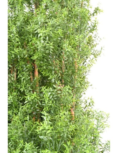 EUKALYPTUS 81 UV HECKE