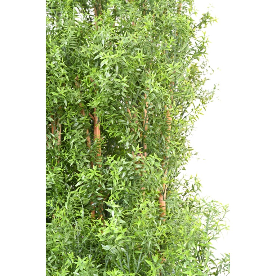 EUKALYPTUS 81 UV HECKE
