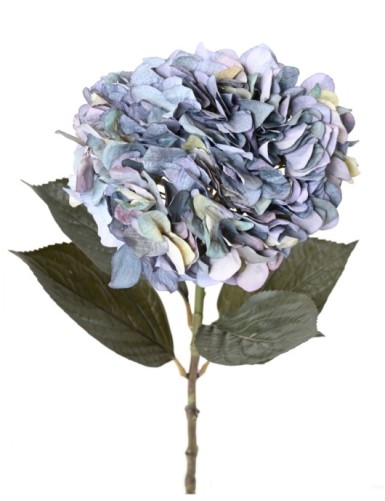 HORTENSIA GROSS
